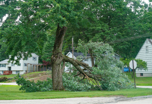 Why Choose Our Tree Removal Services in Columbia Heights, MN?